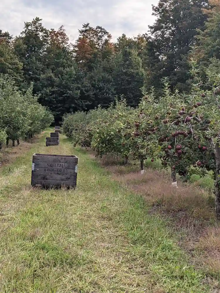 Apple orchard in Leelanau County Michigan during fall harvest