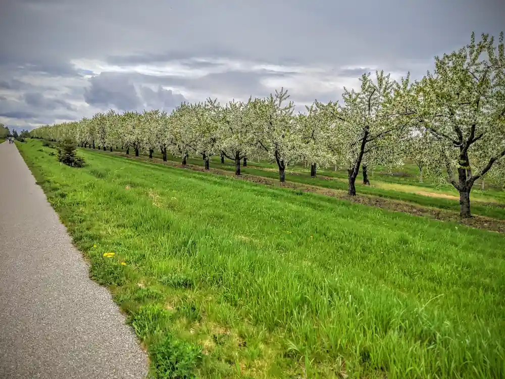 Cherry orchards on Old Mission Peninsula near Traverse City Michigan